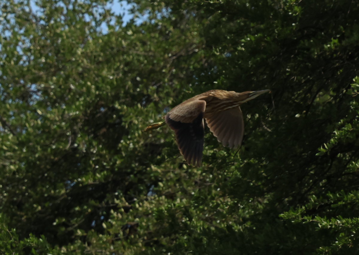 American Bittern - ML658655026