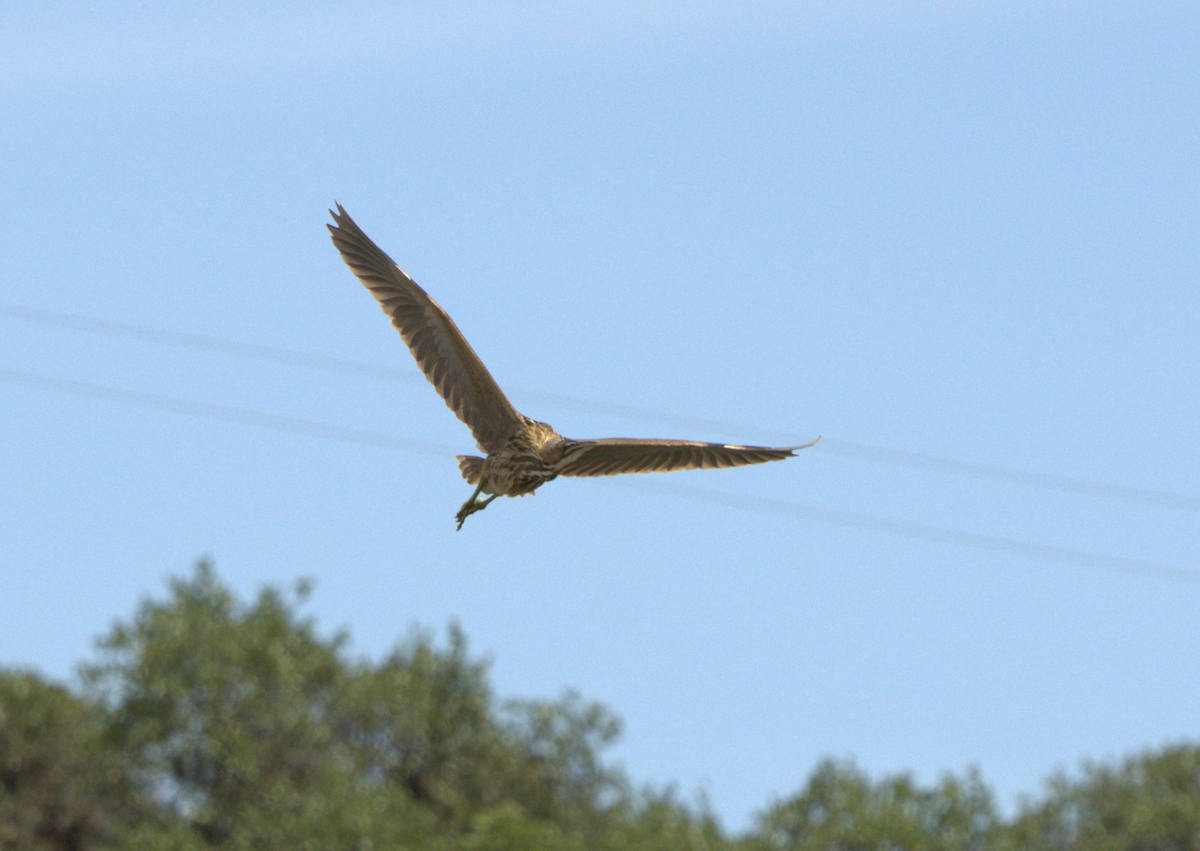 American Bittern - ML658655027