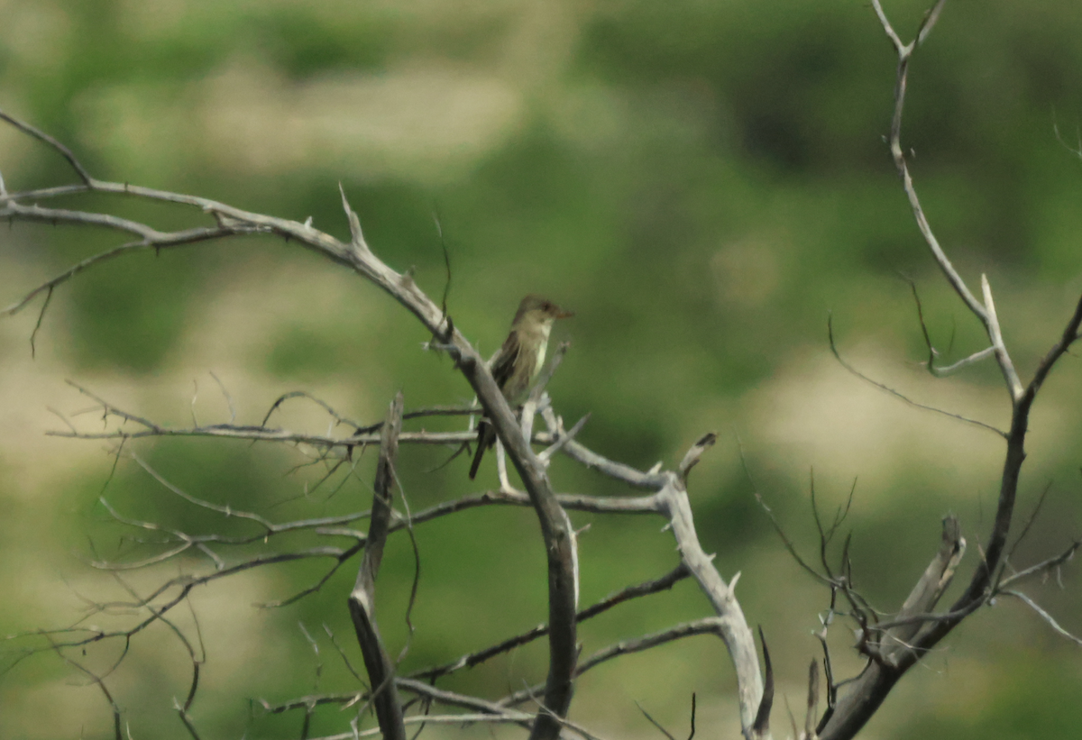 Olive-sided Flycatcher - ML658655052