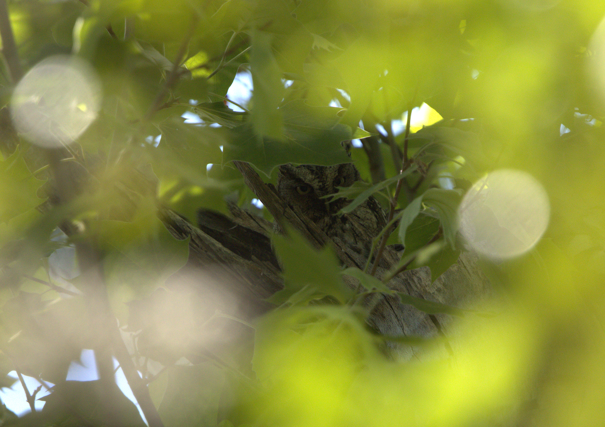 Eastern Screech-Owl - ML658655135