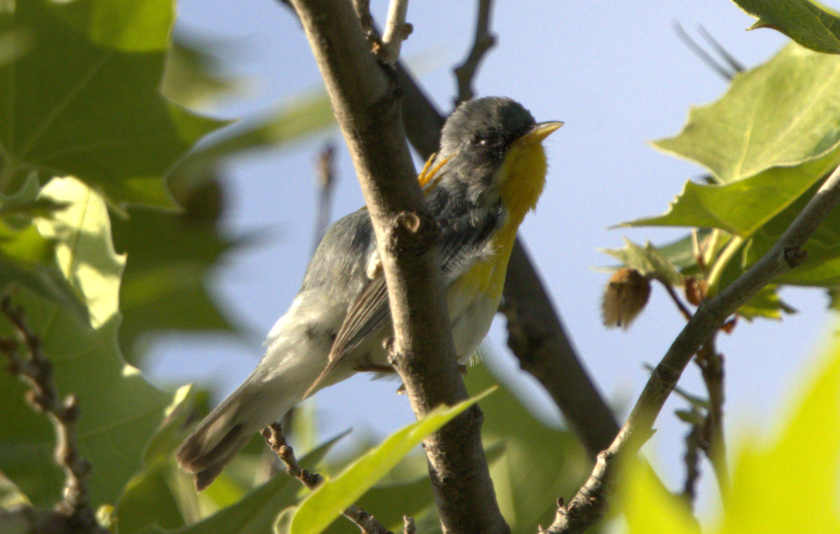 Tropical Parula - ML658655233