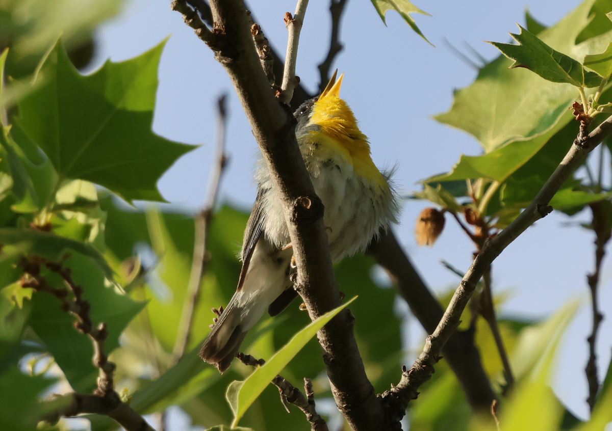 Tropical Parula - ML658655234