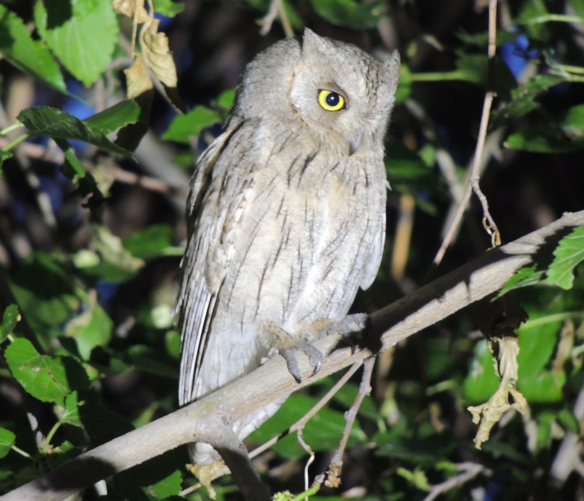 Pallid Scops-Owl - ML658656130