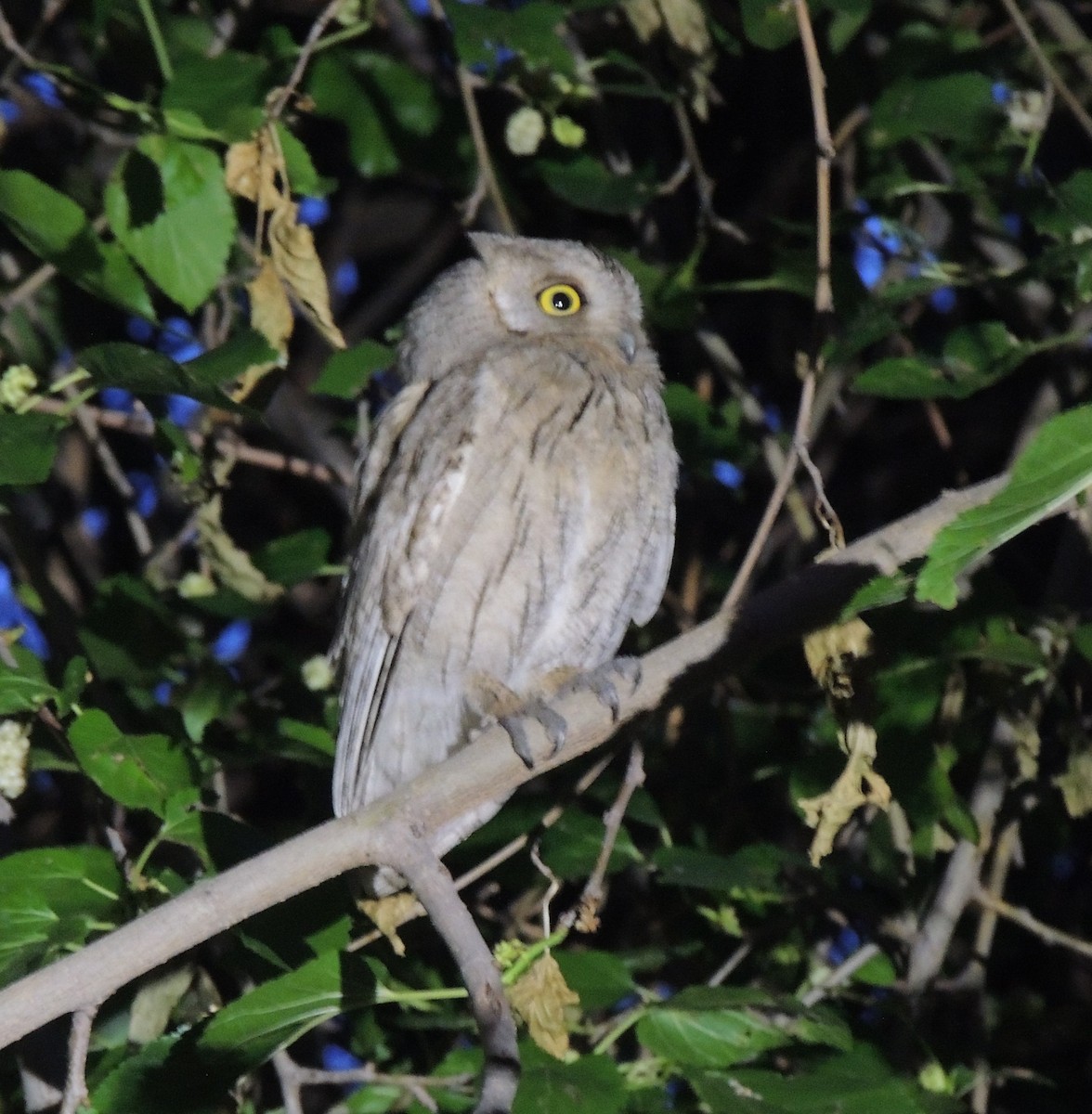 Pallid Scops-Owl - ML658656131