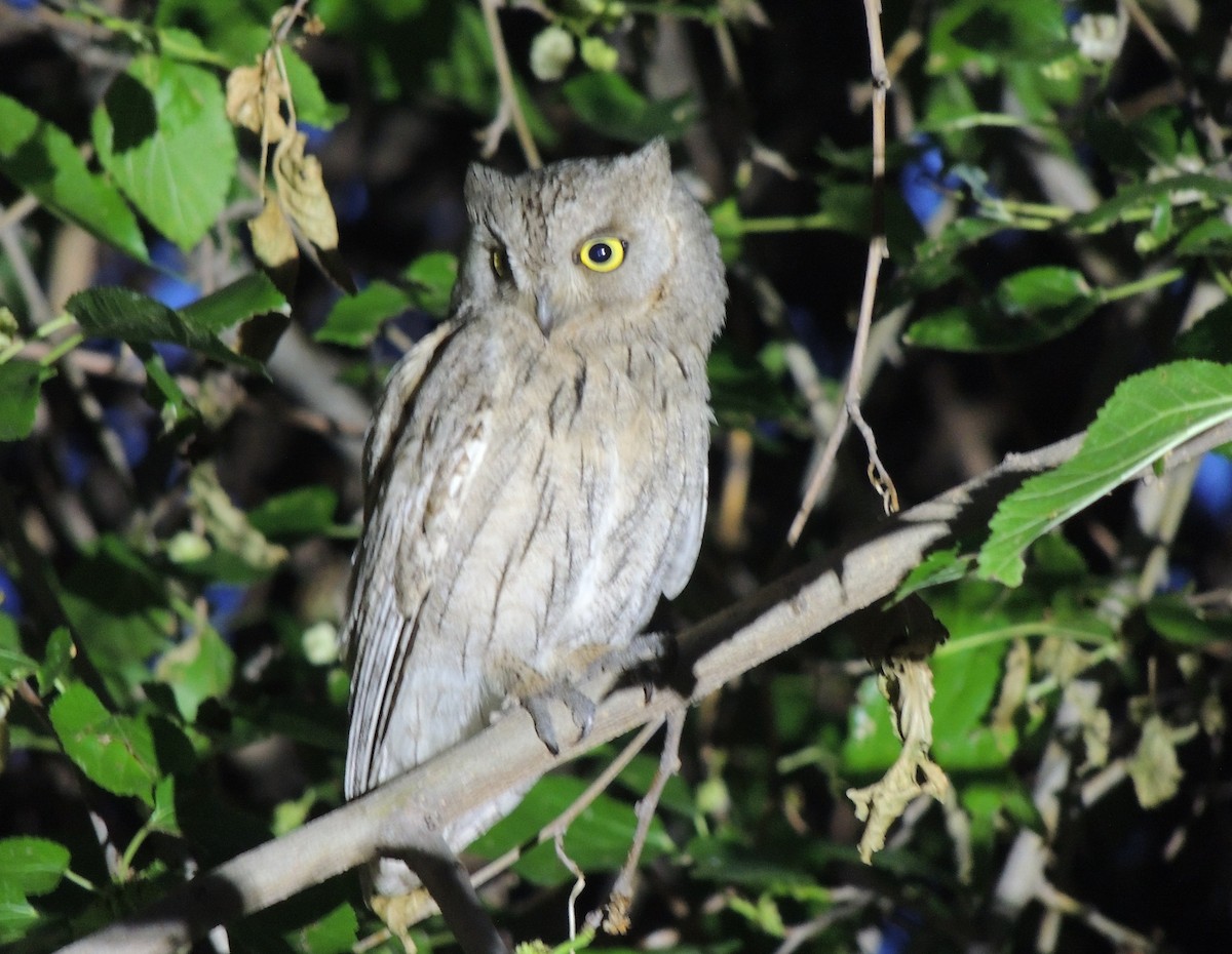 Pallid Scops-Owl - ML658656132