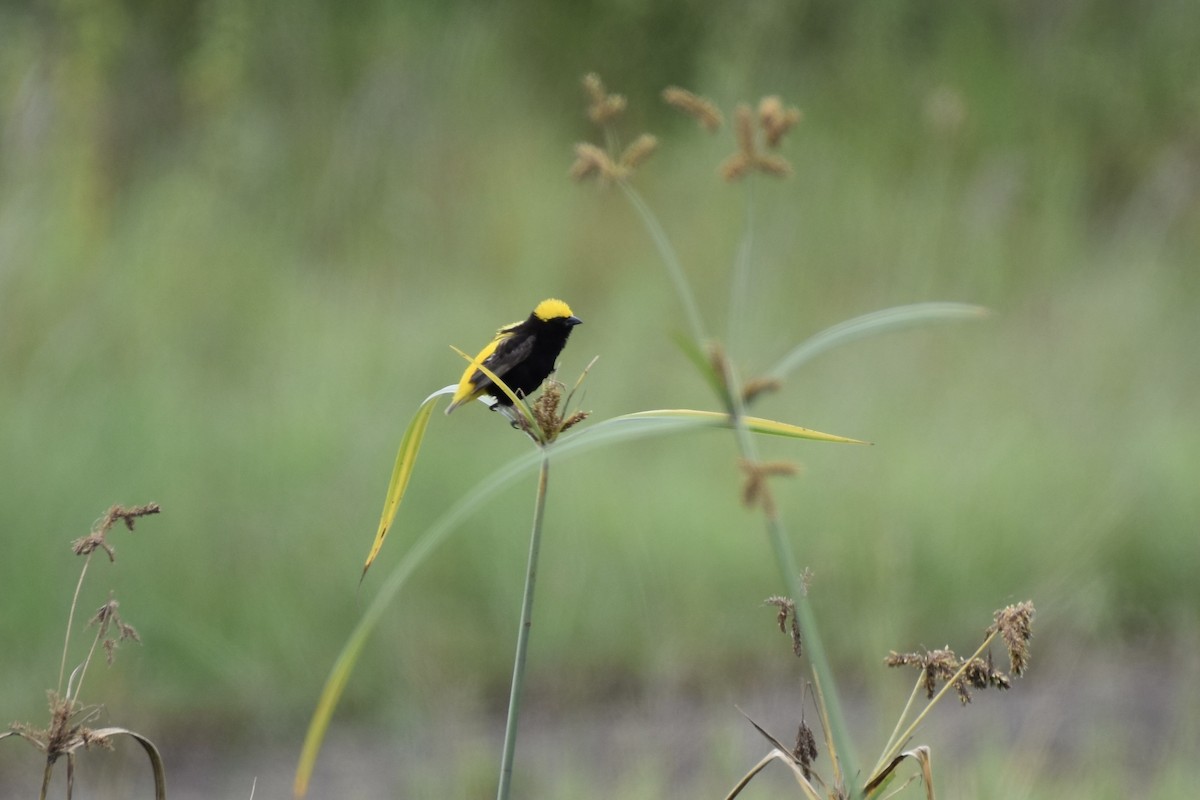 Yellow-crowned Bishop - ML658656381