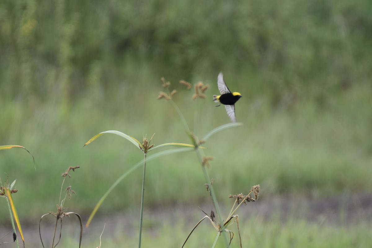 Yellow-crowned Bishop - ML658656382