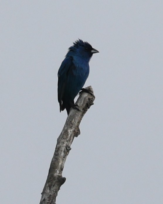 Indigo Bunting - ML658657432