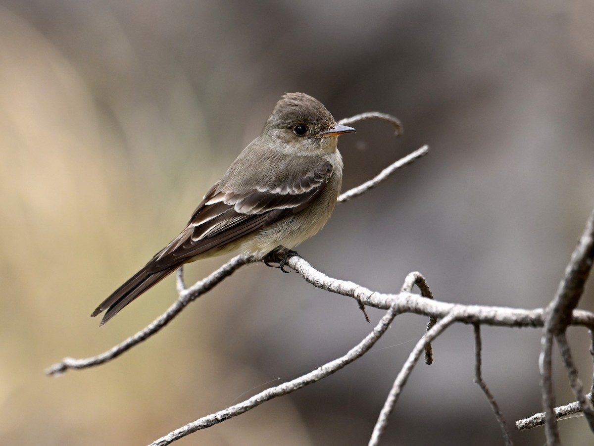 Western Wood-Pewee - ML658659506