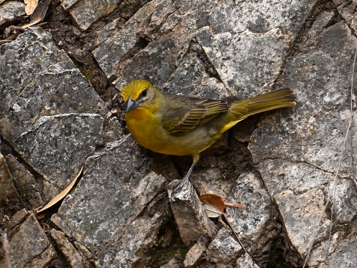 Hepatic Tanager - ML658659523
