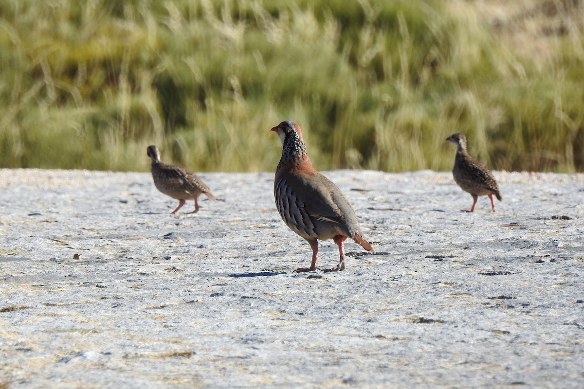 Red-legged Partridge - ML65866071