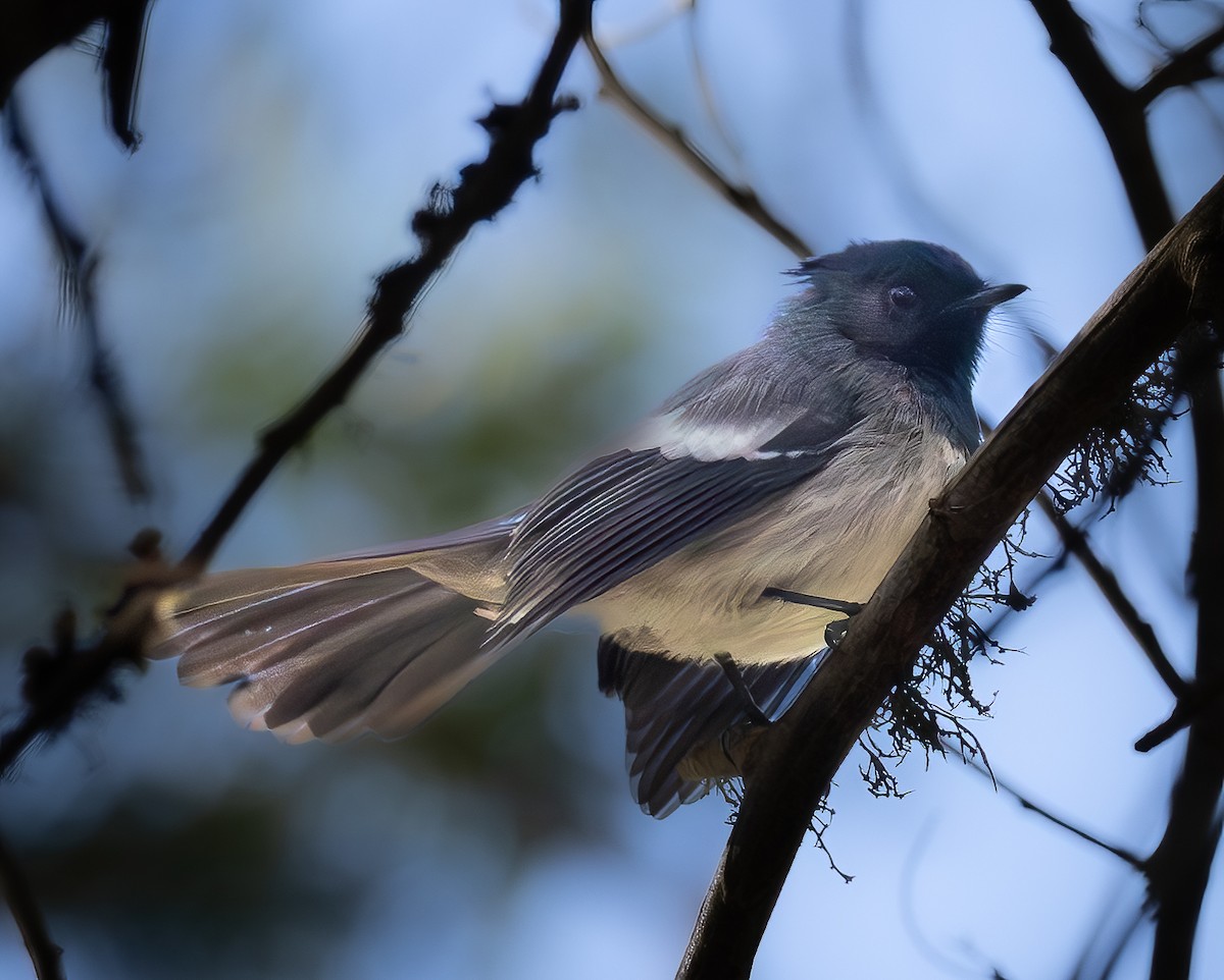 African Crested Flycatcher - ML658660817