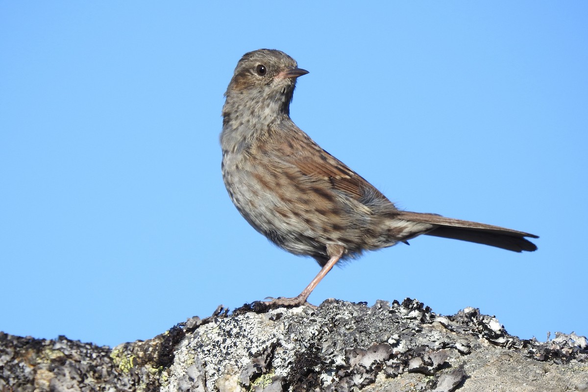 Dunnock - ML65866101