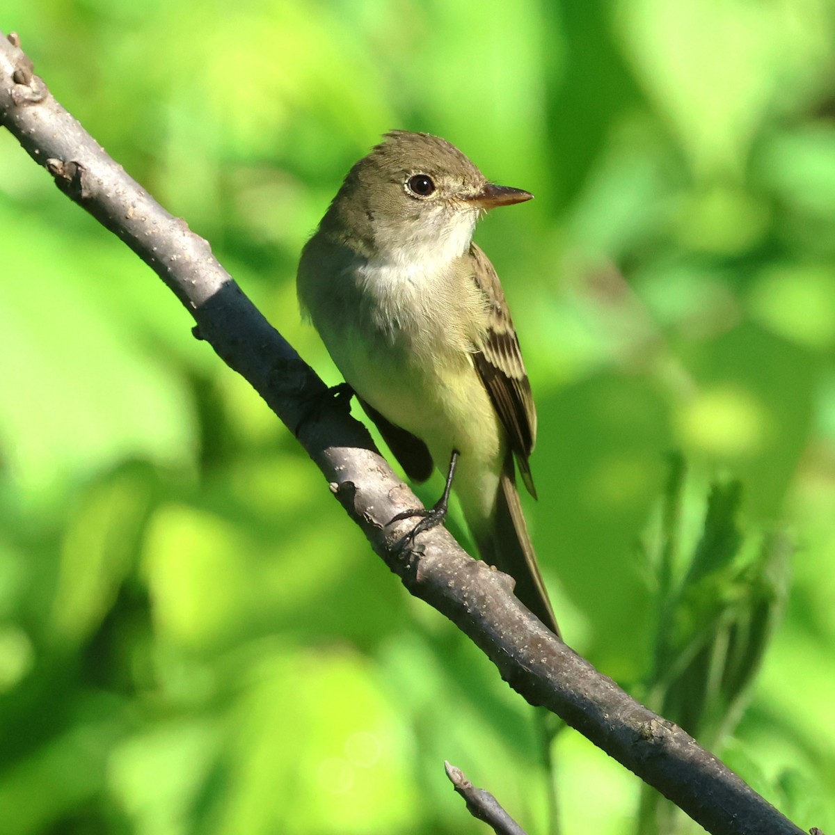 Willow Flycatcher - ML658661283
