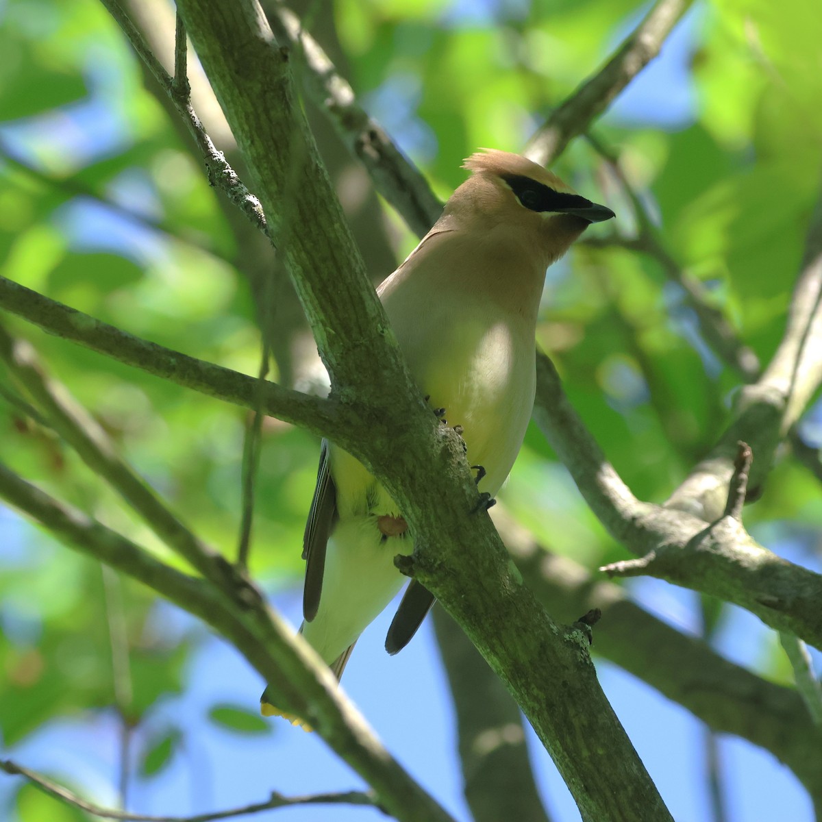 Cedar Waxwing - ML658661328