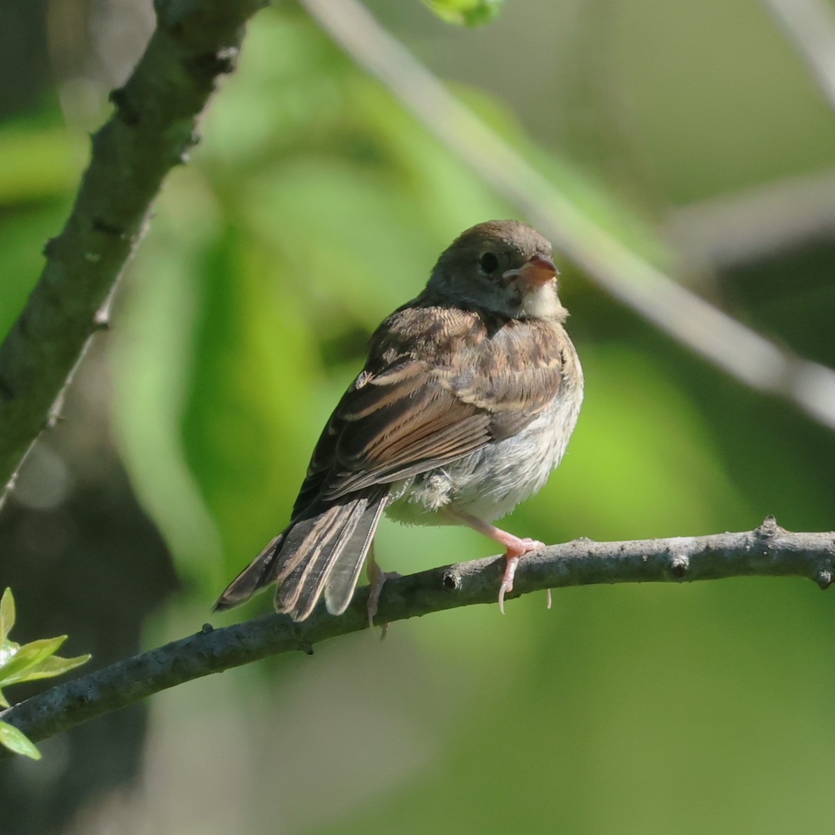 Field Sparrow - ML658661357