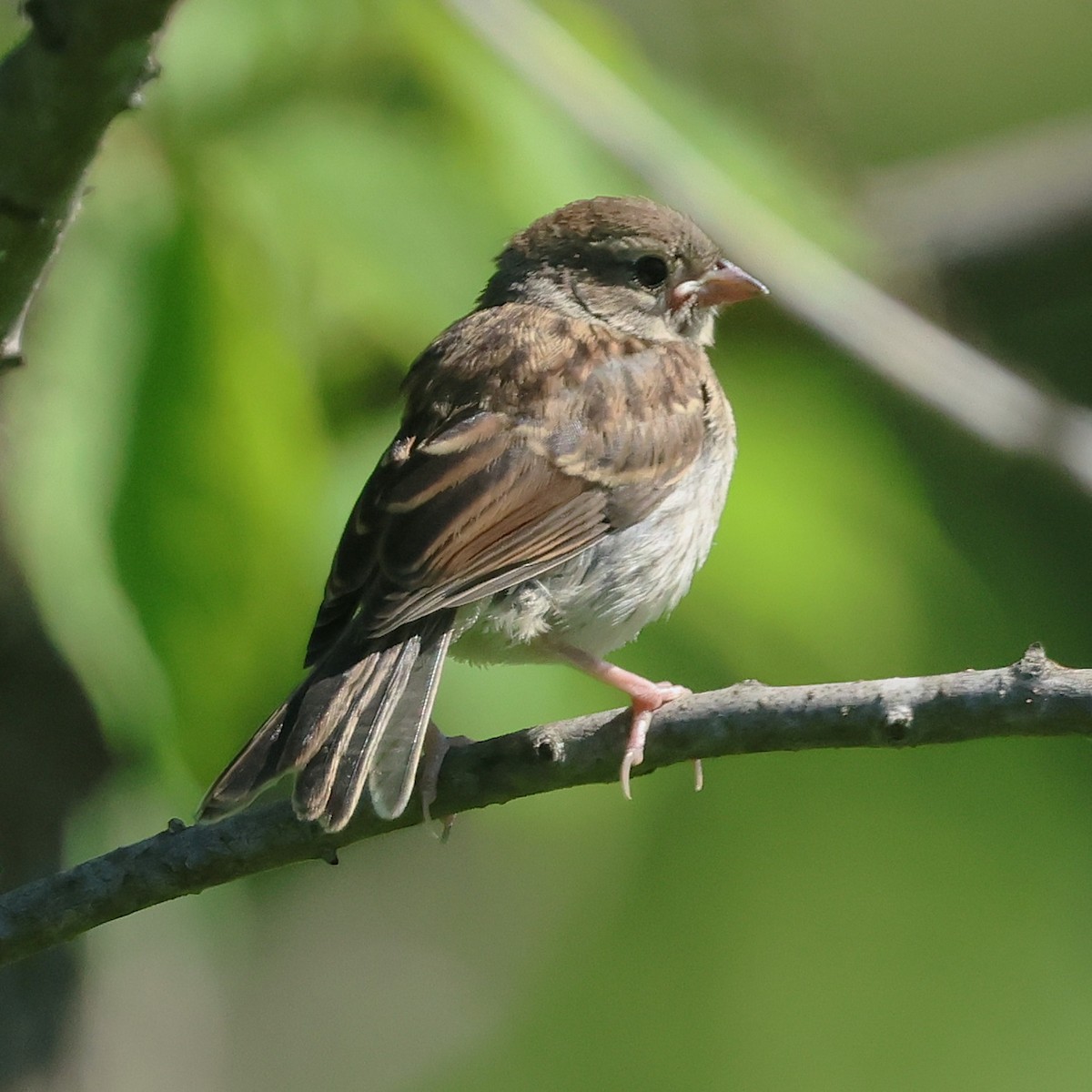 Field Sparrow - ML658661358