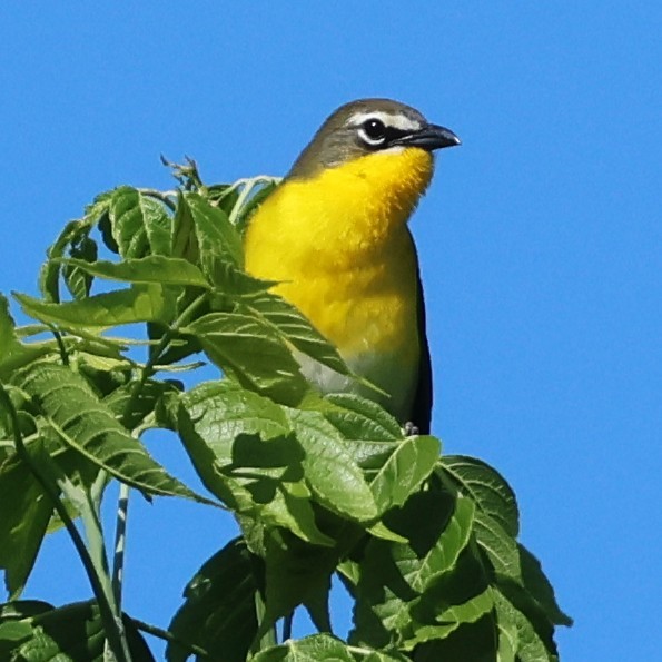 Yellow-breasted Chat - ML658661435