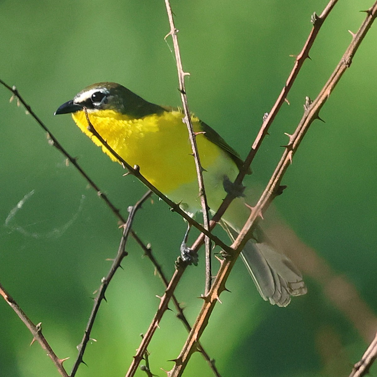 Yellow-breasted Chat - ML658661436
