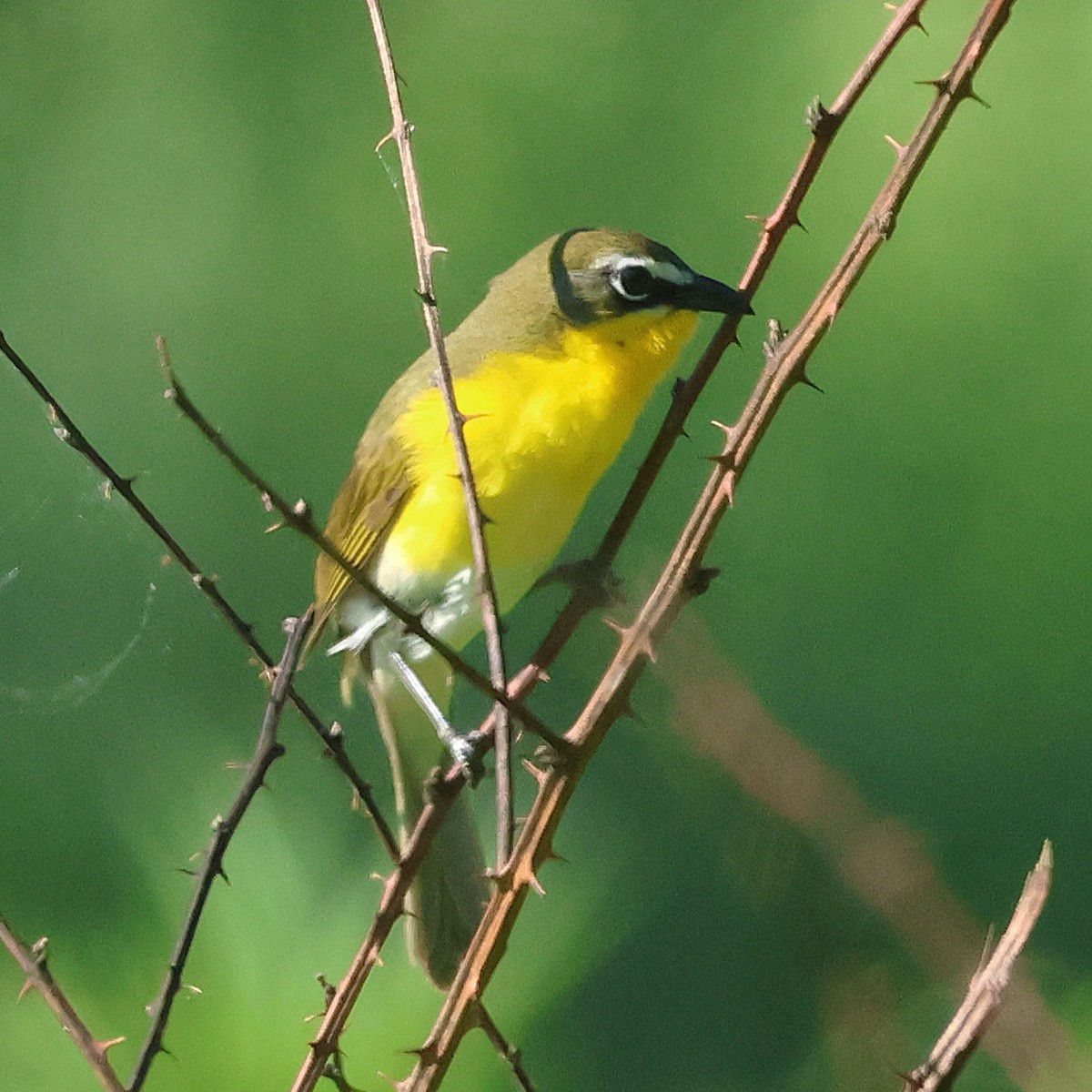 Yellow-breasted Chat - ML658661437