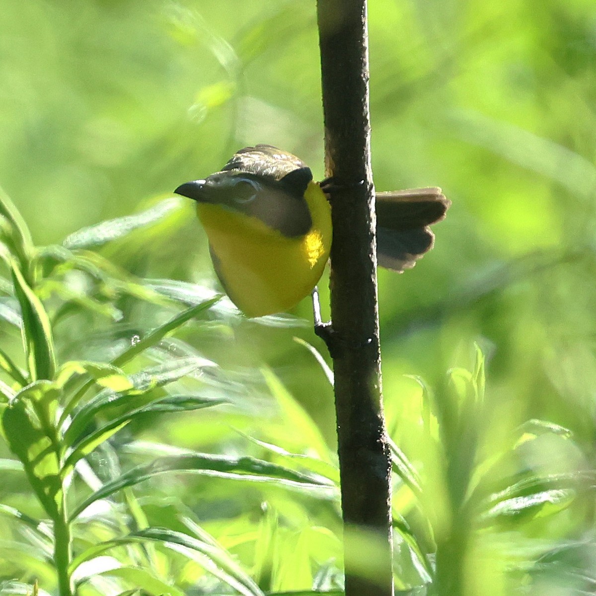 Yellow-breasted Chat - ML658661438