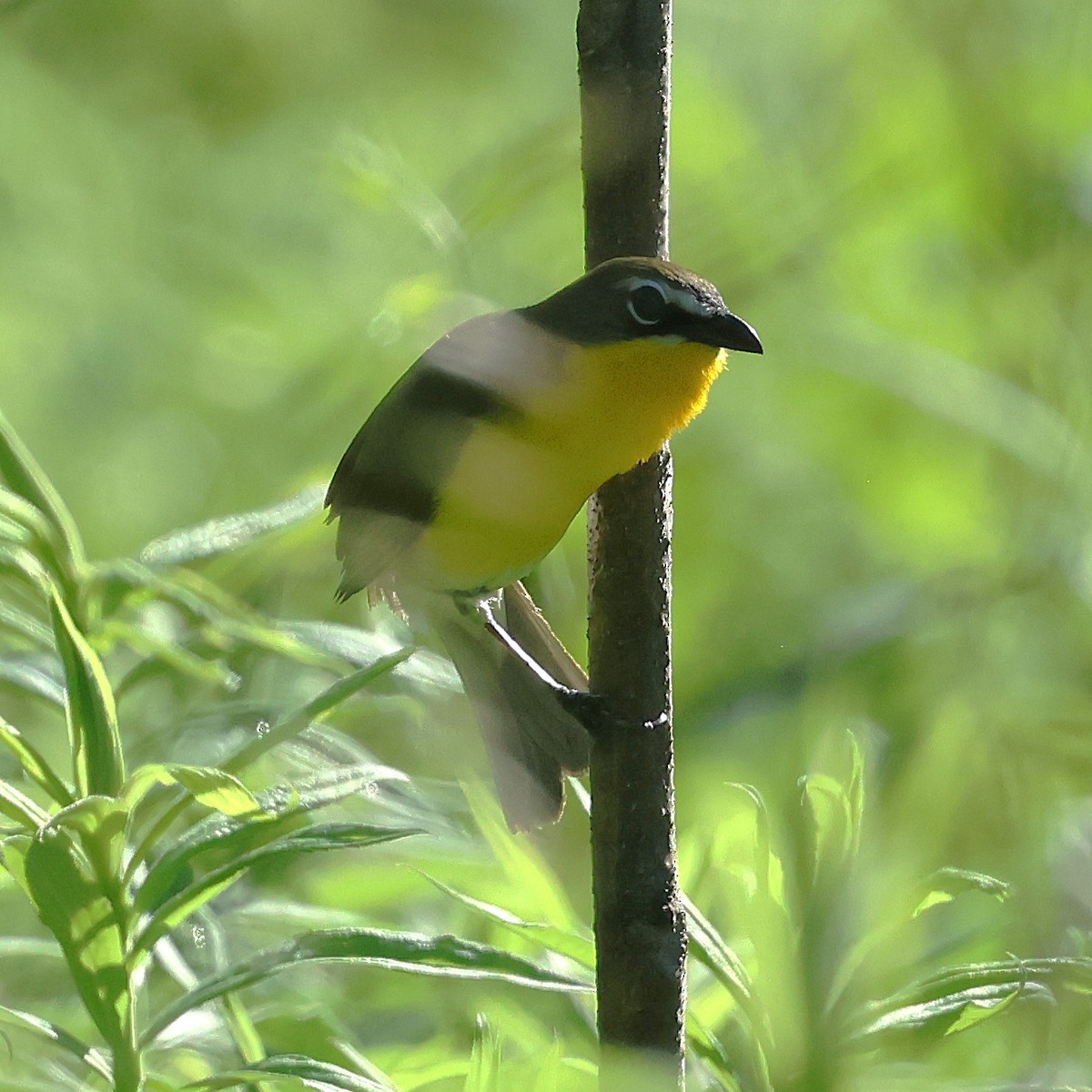Yellow-breasted Chat - ML658661439