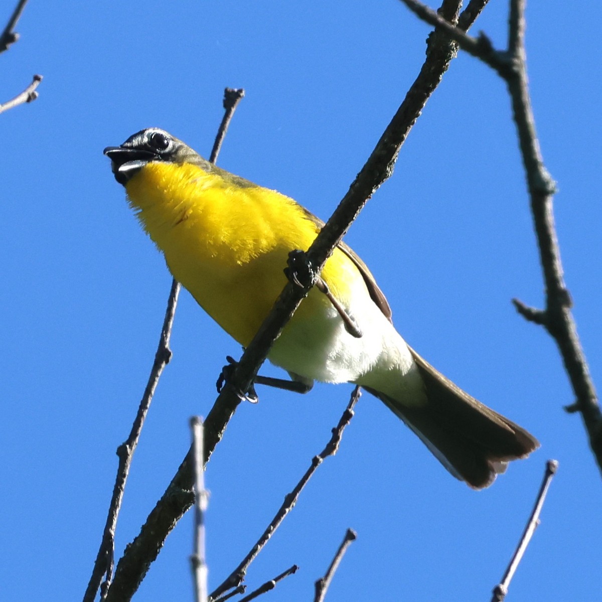 Yellow-breasted Chat - ML658661440
