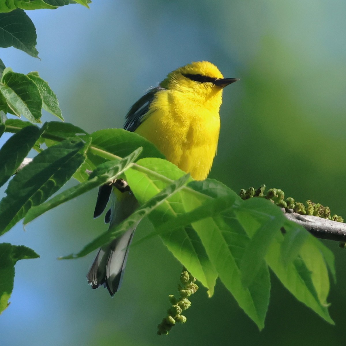 Blue-winged Warbler - ML658661527