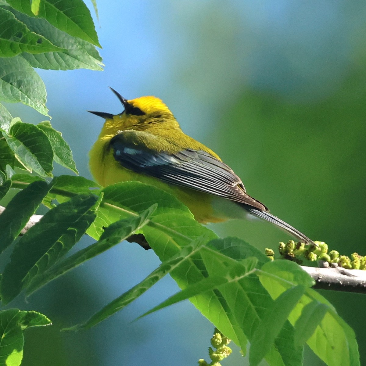 Blue-winged Warbler - ML658661528