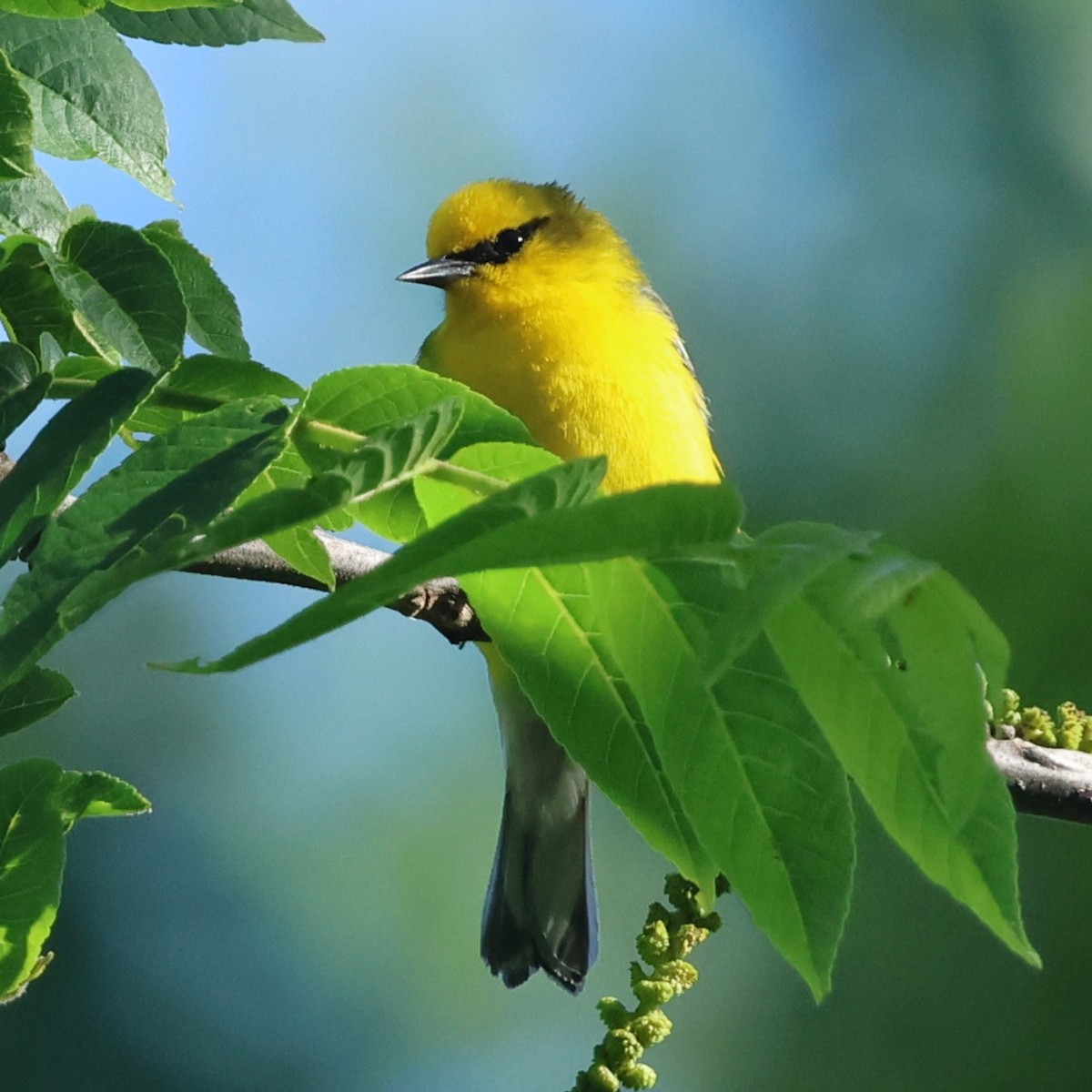 Blue-winged Warbler - ML658661529