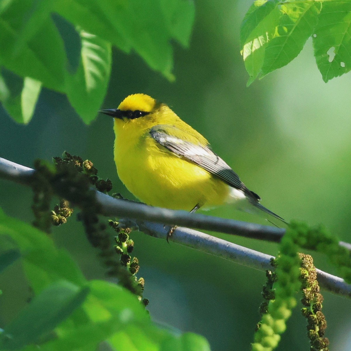 Blue-winged Warbler - ML658661530