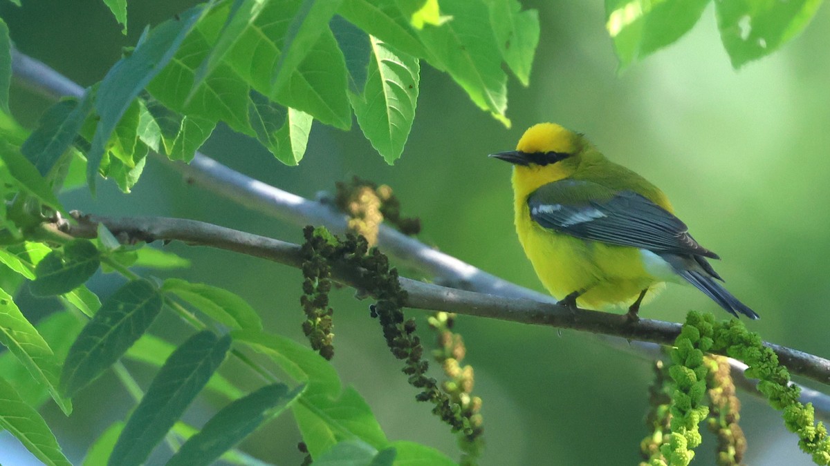 Blue-winged Warbler - ML658661531