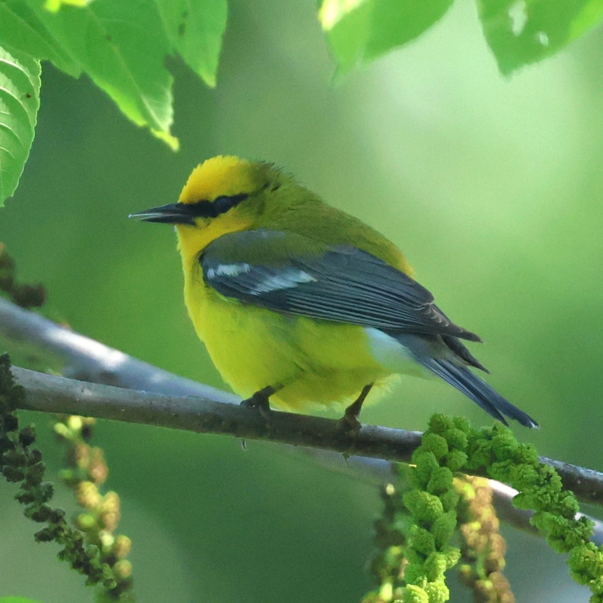 Blue-winged Warbler - ML658661532