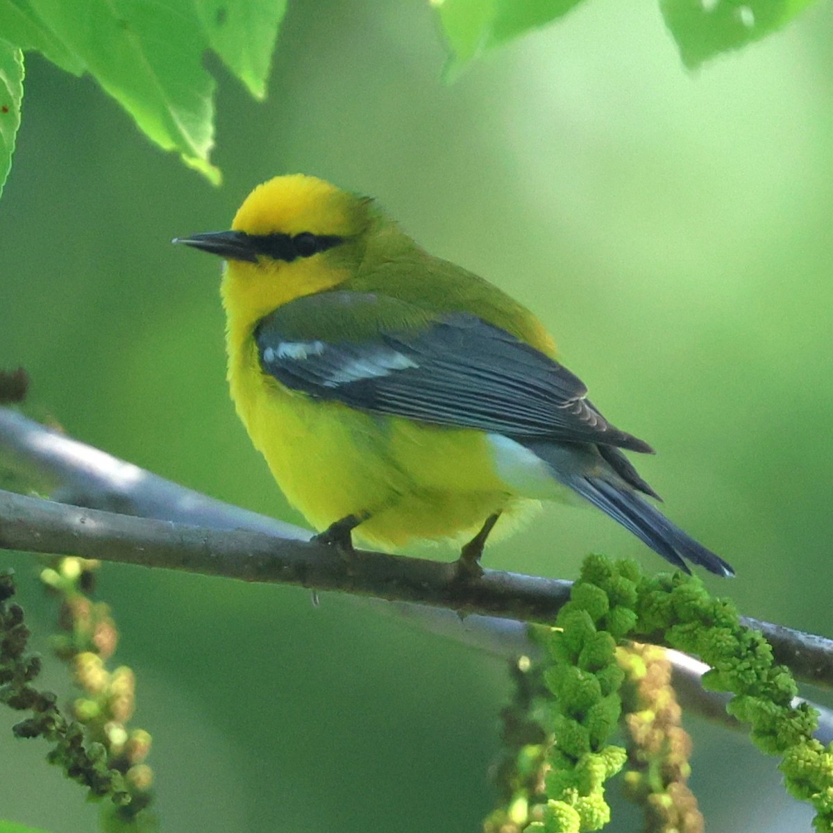 Blue-winged Warbler - ML658661533