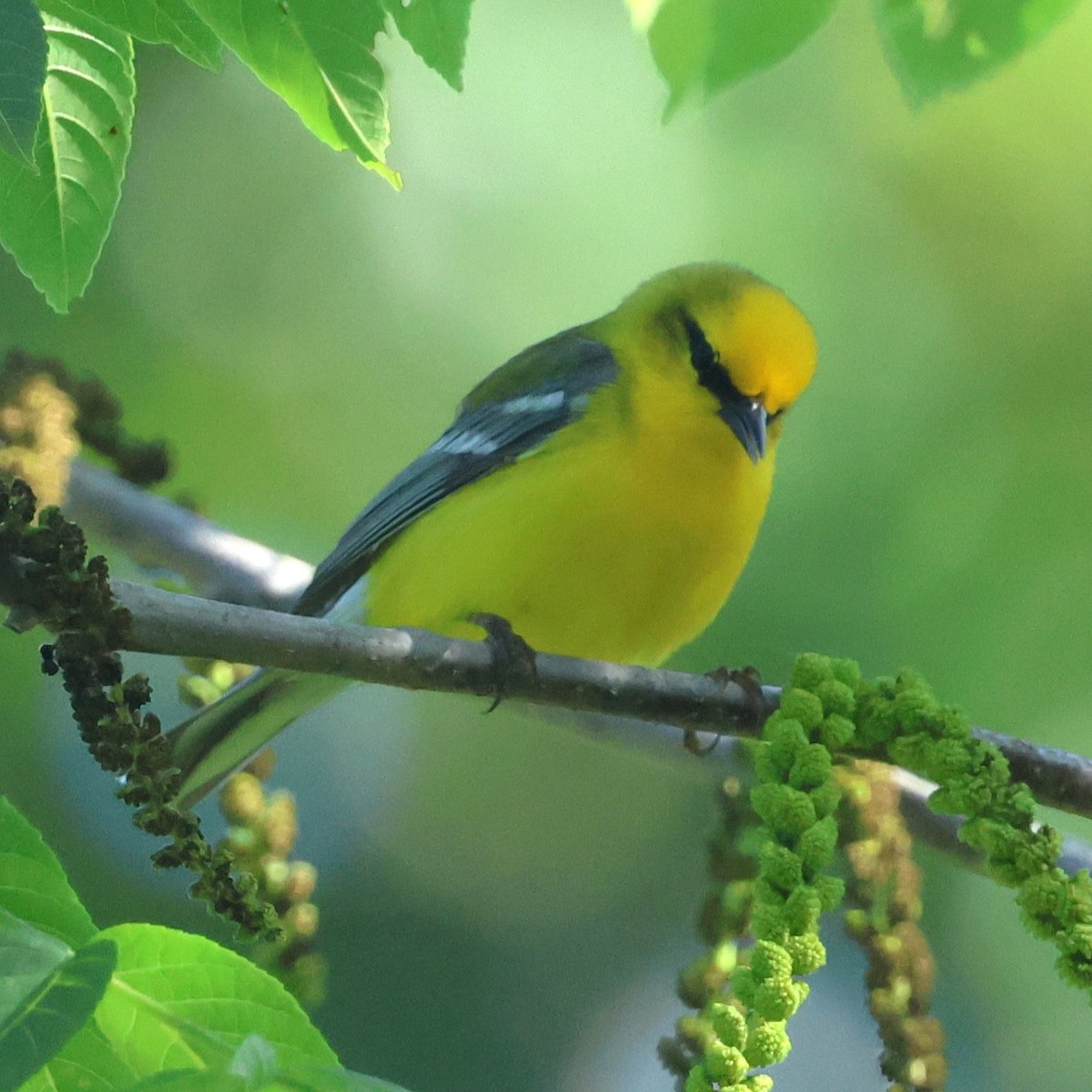 Blue-winged Warbler - ML658661534