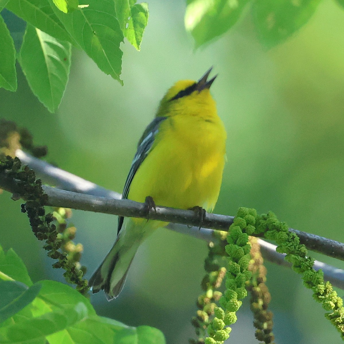 Blue-winged Warbler - ML658661535