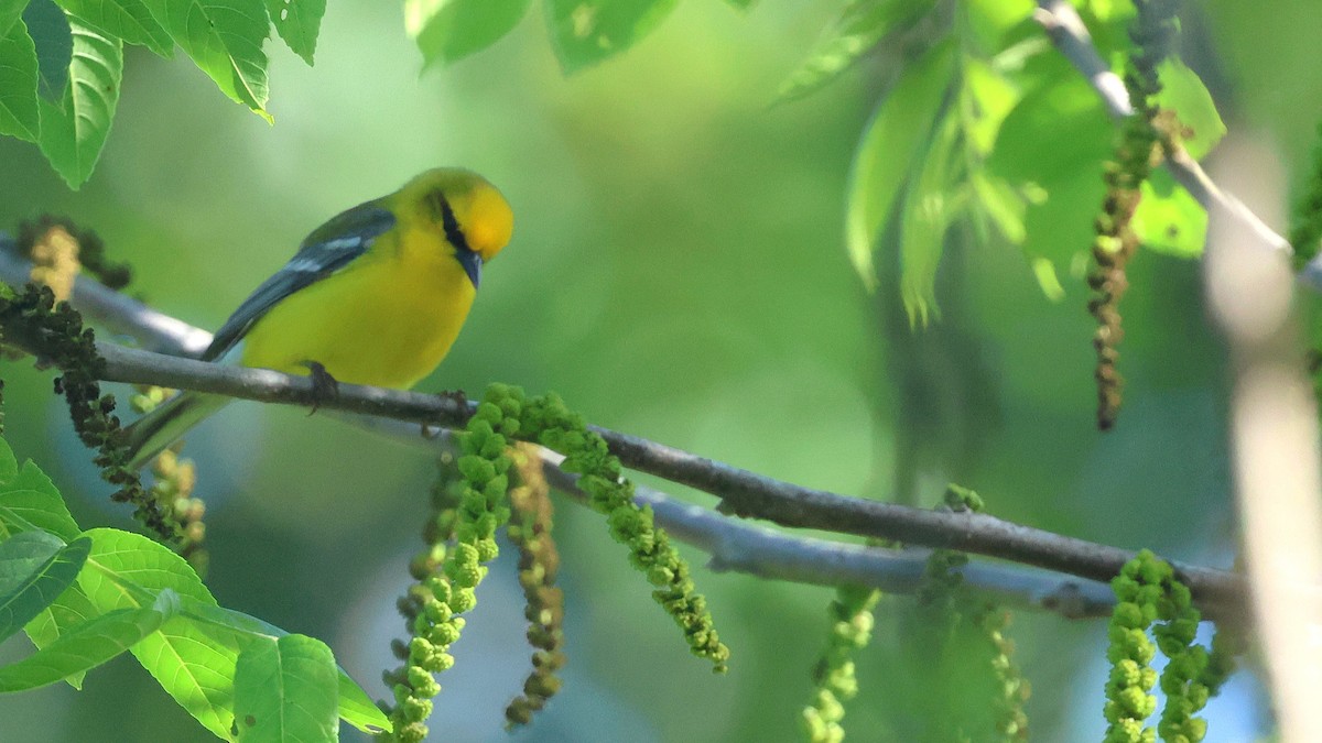 Blue-winged Warbler - ML658661536