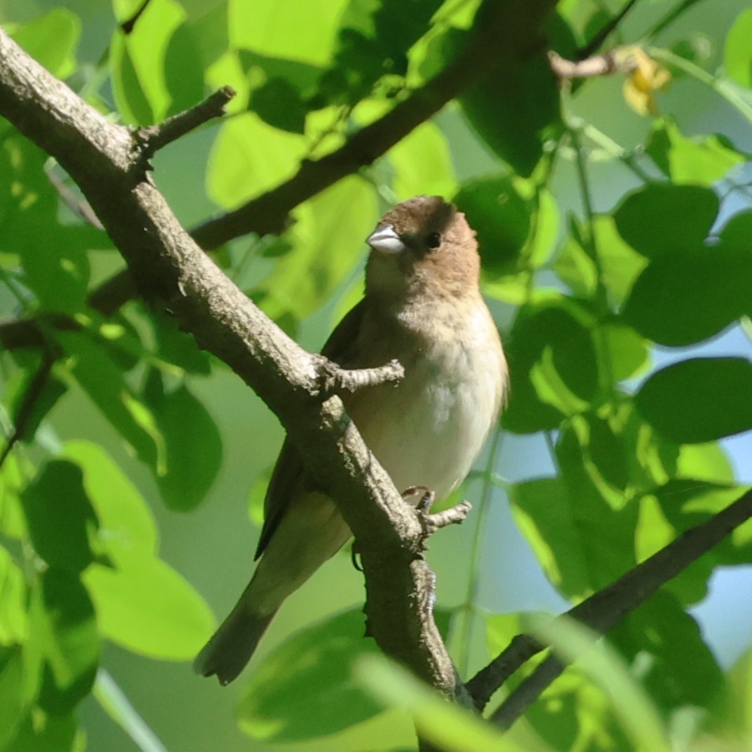 Indigo Bunting - ML658661593