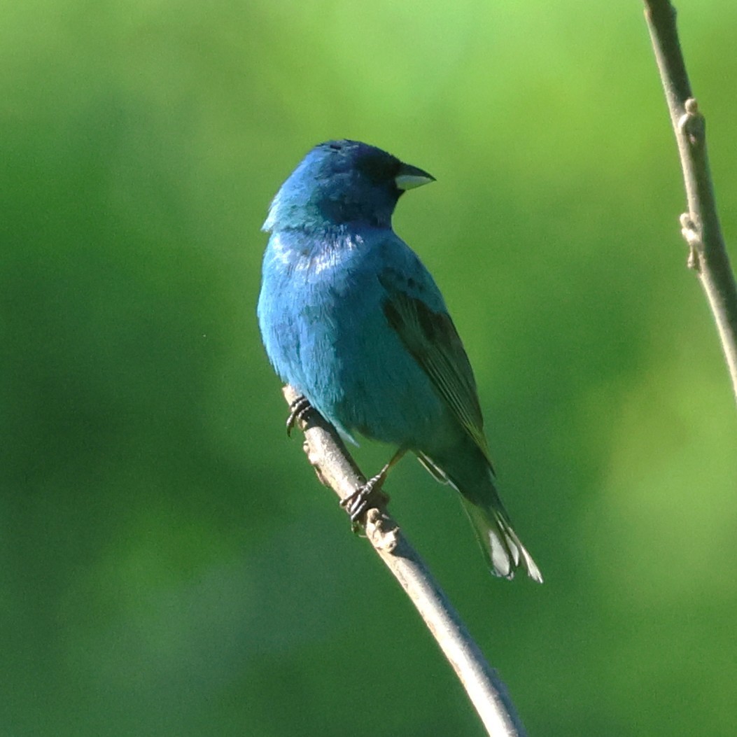 Indigo Bunting - ML658661594