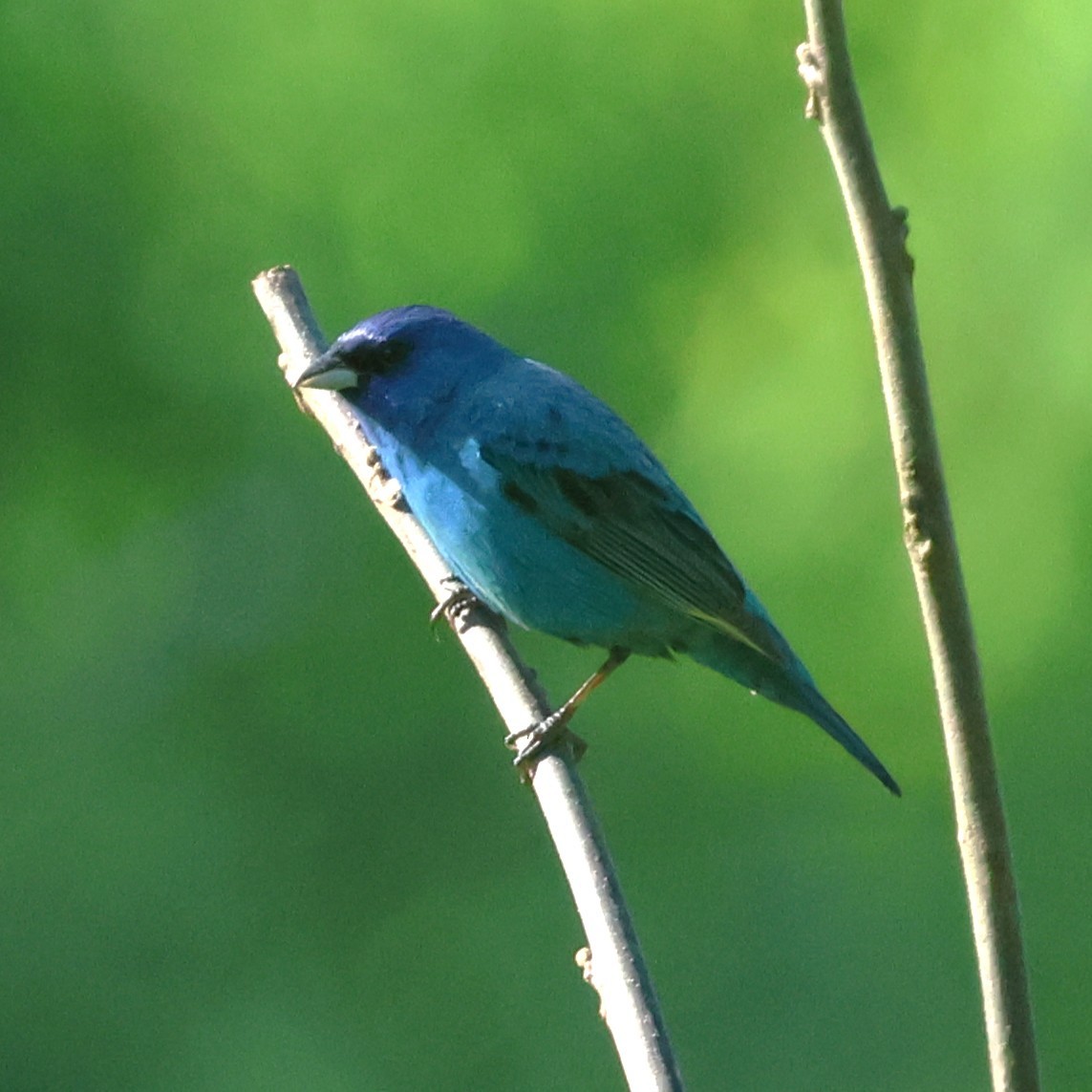 Indigo Bunting - ML658661595