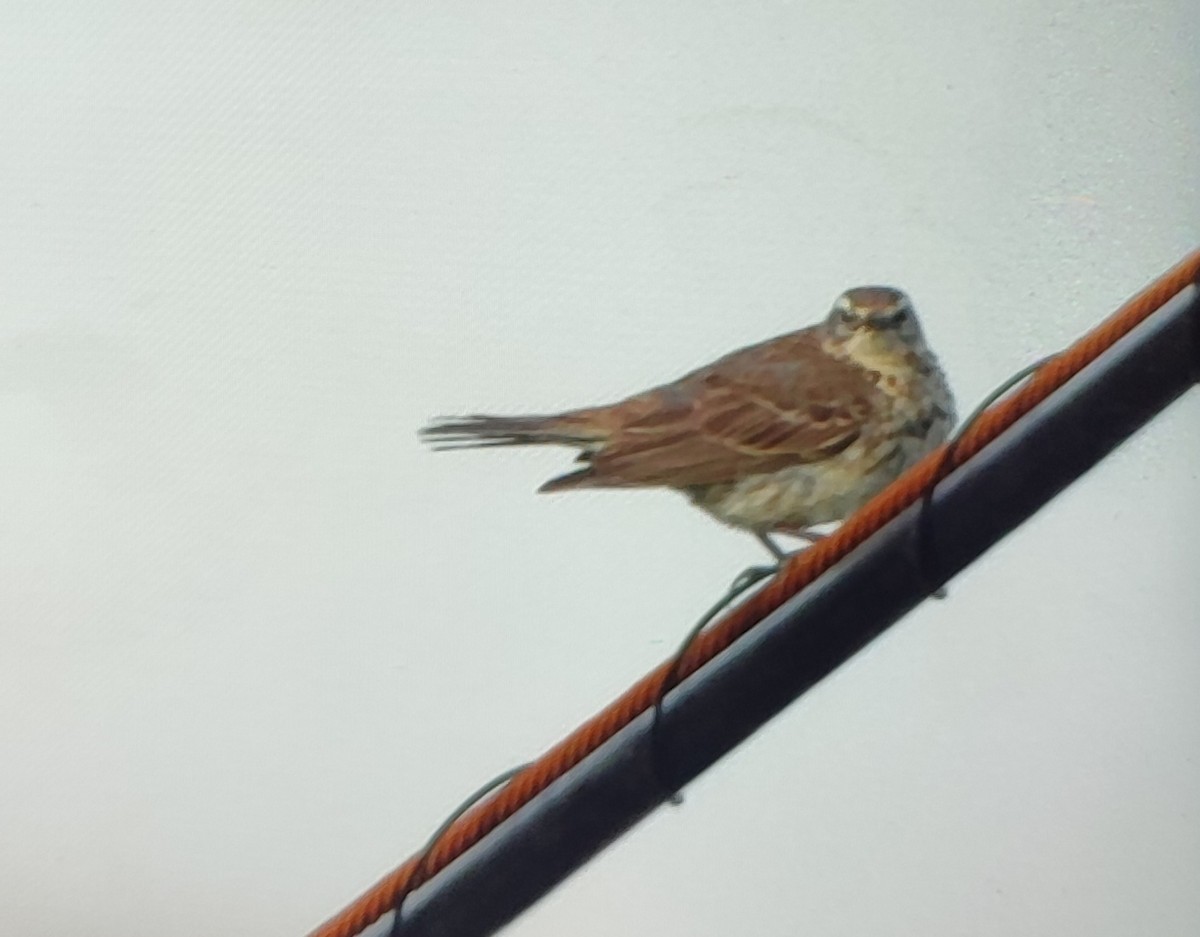 eBird Checklist - 28 May 2026 - Serra do Xistral--Val de Viveiró (Muras ...