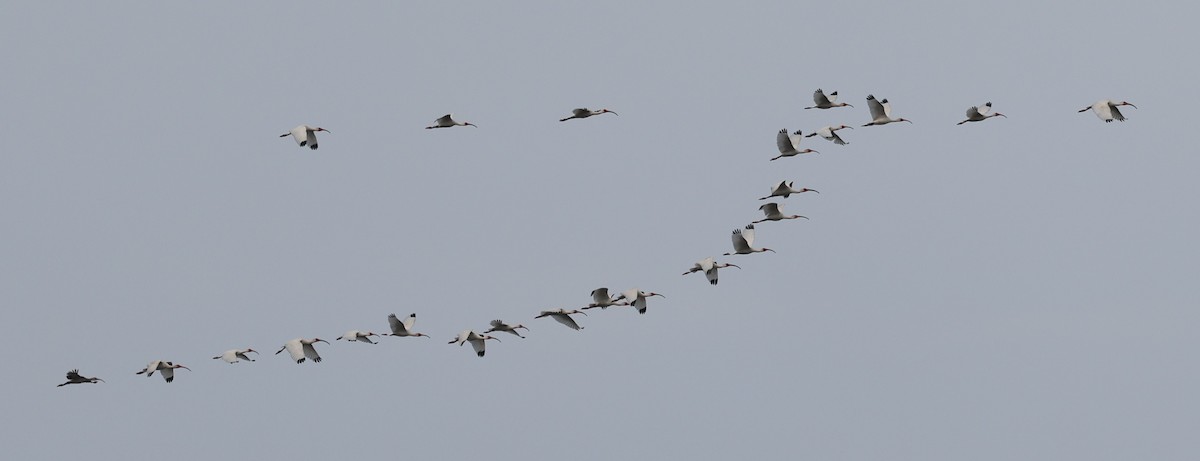 White Ibis - ML658661822