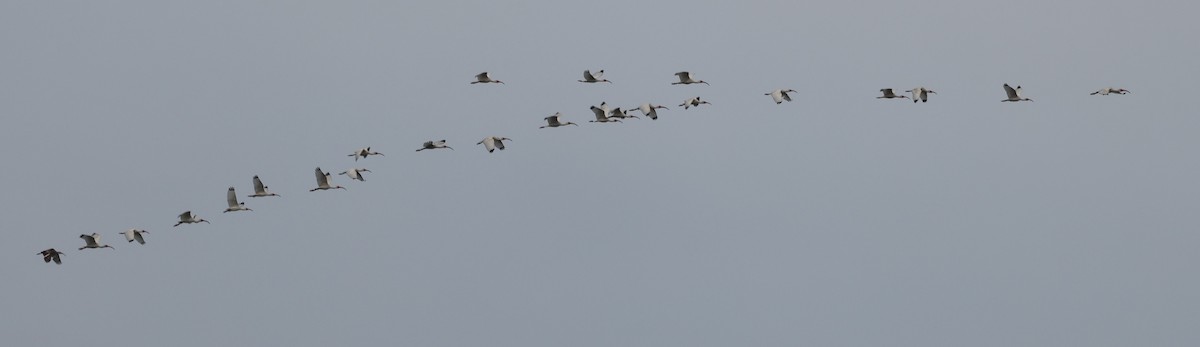 White Ibis - ML658661823