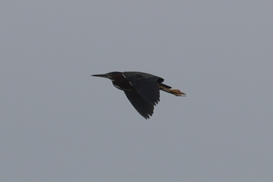 Green Heron - ML658661868