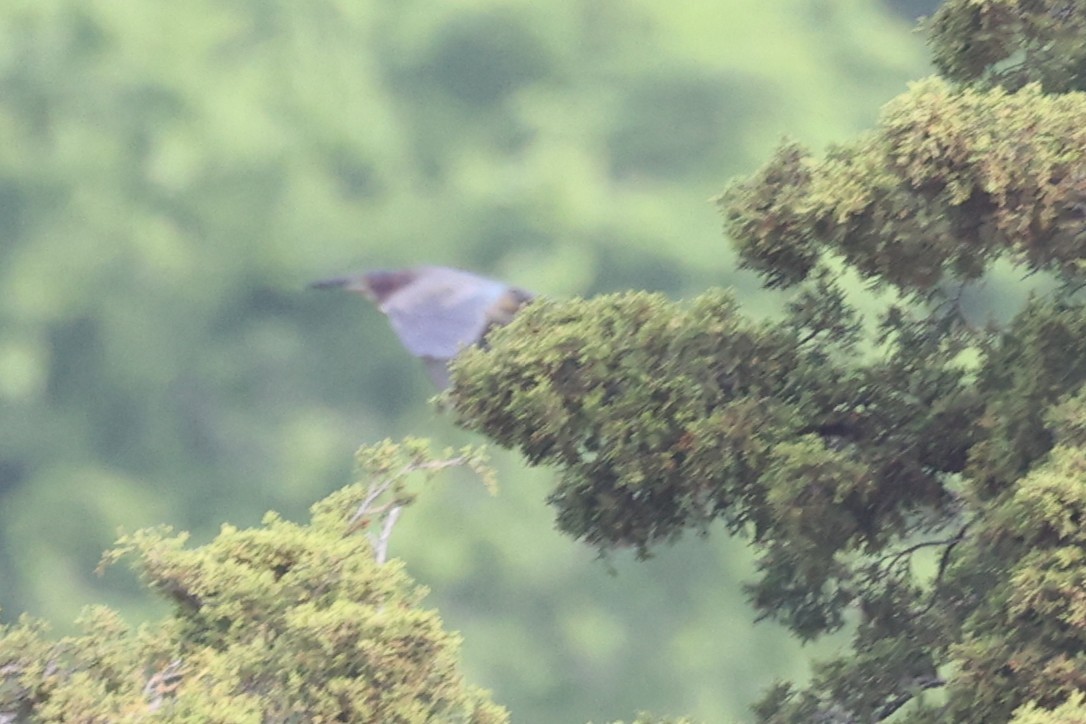 Green Heron - ML658661869