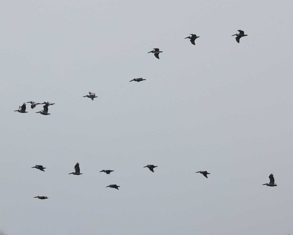Brown Pelican - ML658661884
