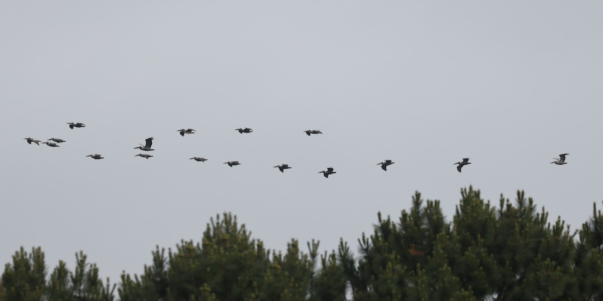 Brown Pelican - ML658661885