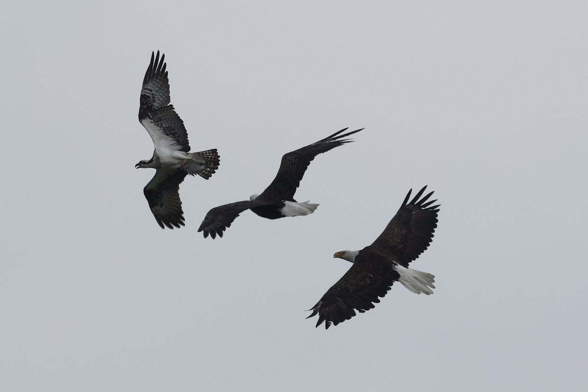 Osprey - ML658661942