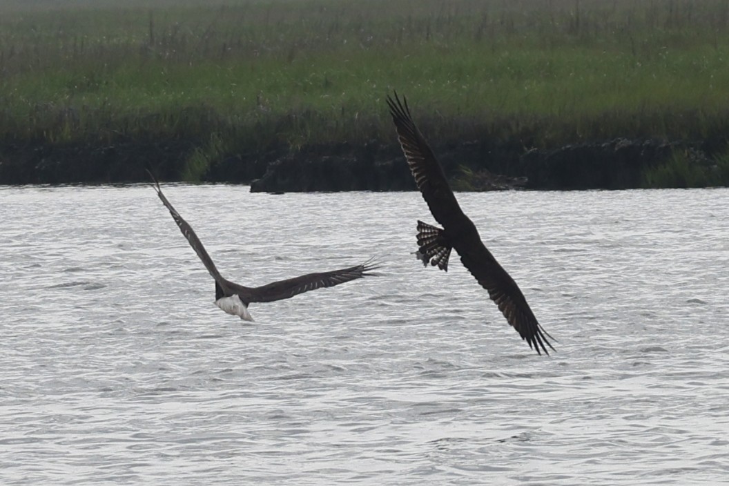 Osprey - ML658661943