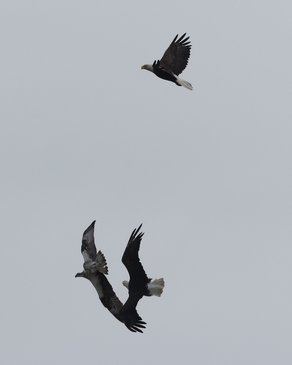 Osprey - ML658661944
